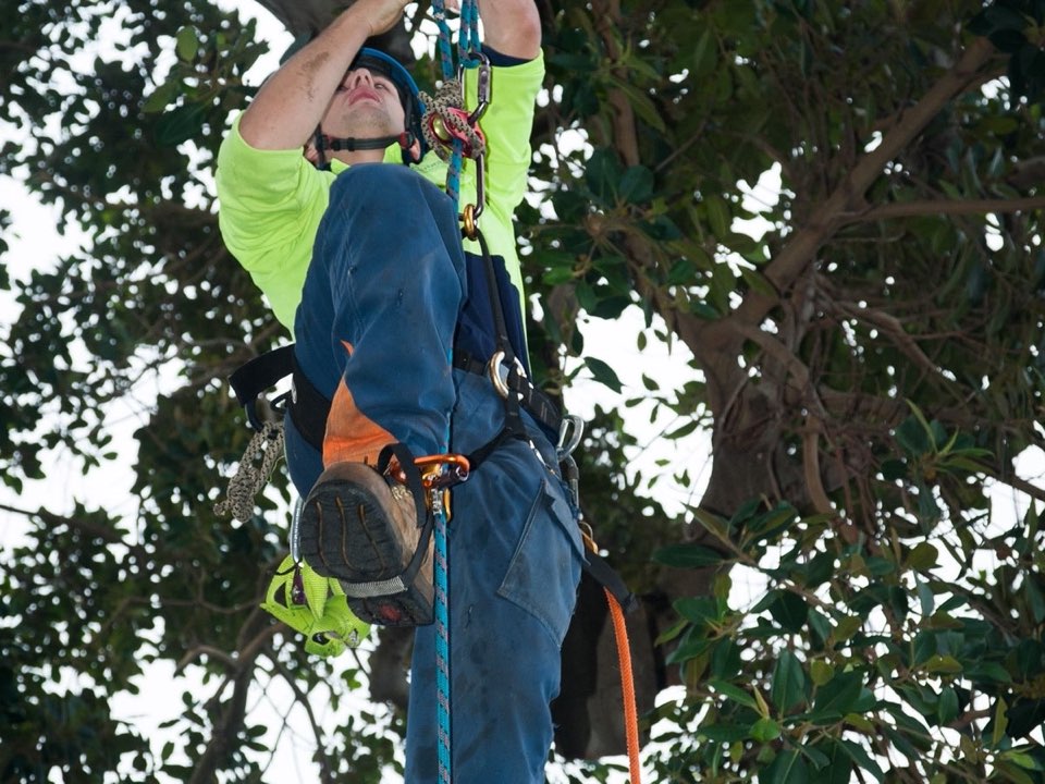 Qualified arborist working in a mature tree during a risk assessment in Derbyshire