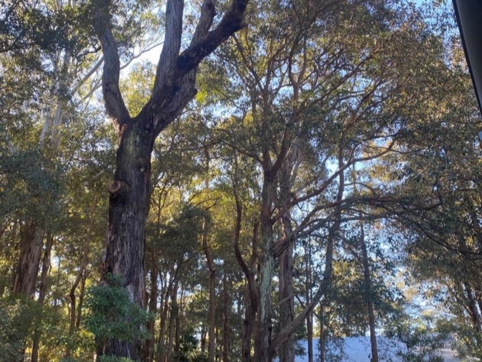 Mature trees in Derbyshire parkland with a property visible in the background